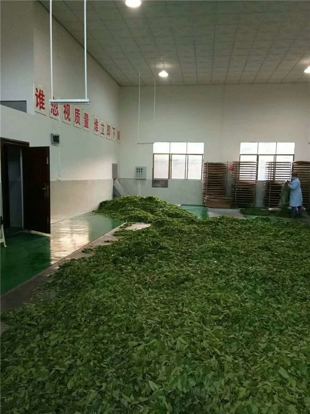 黑茶真的可以减肥吗 ?