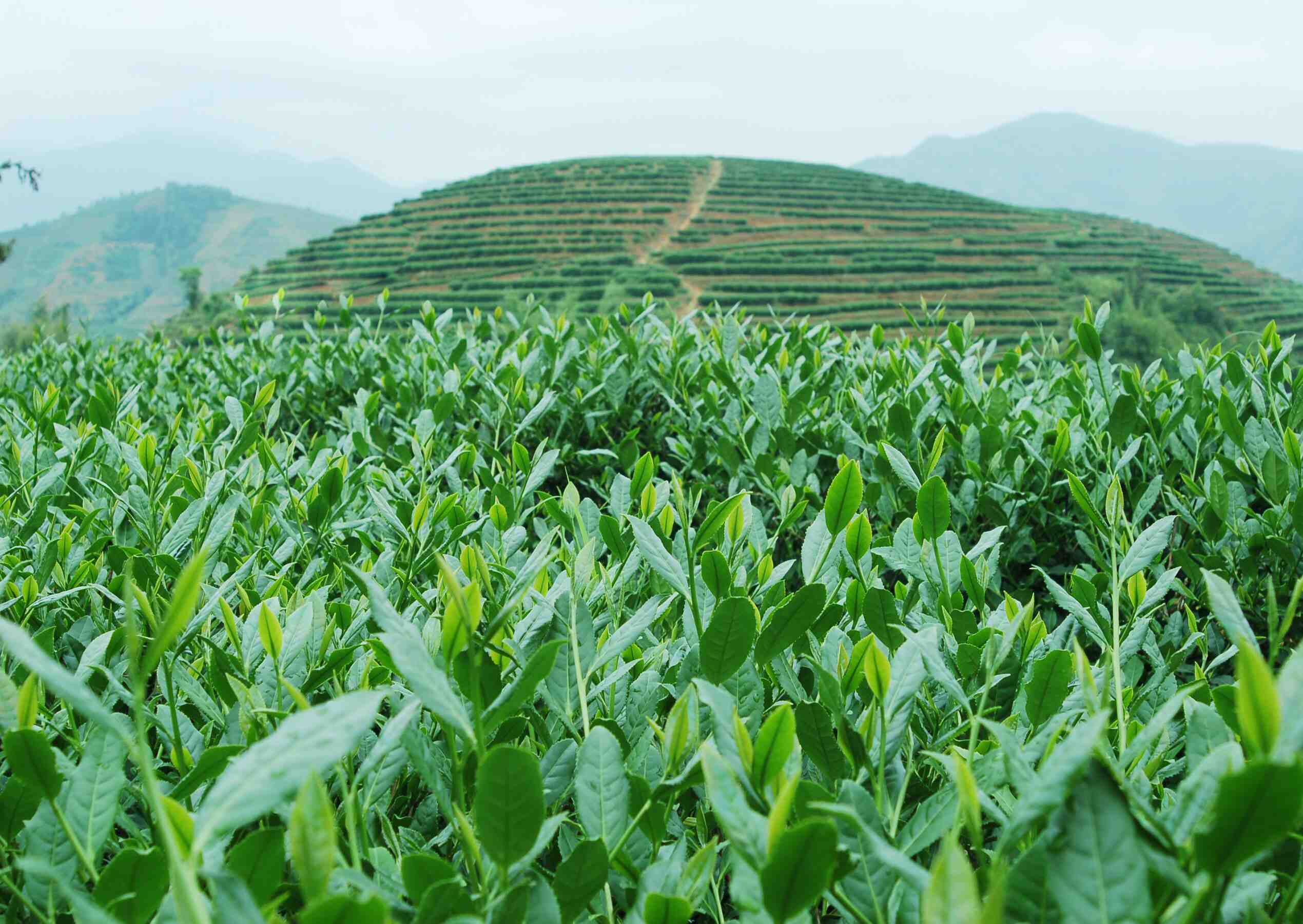 庐山云雾茶属于什么茶？有什么益处？