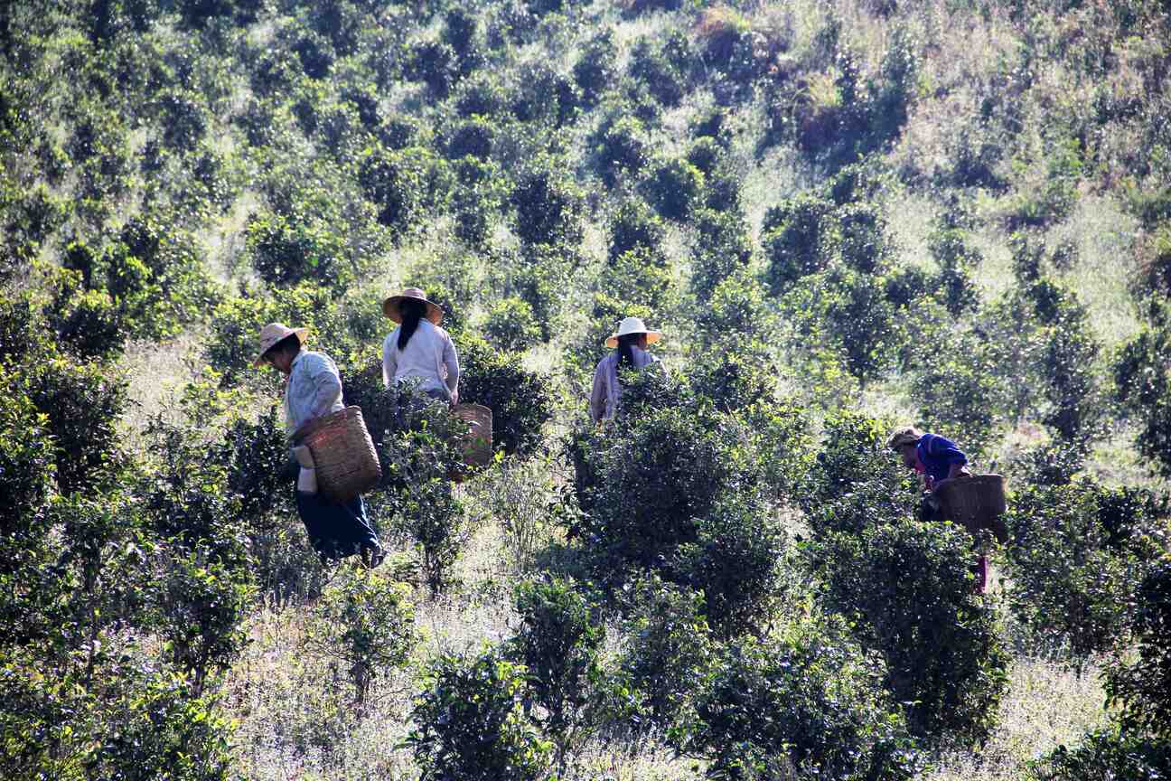 2020年蒙顶山茶第一背篓上市直播：在家体验“云采茶”