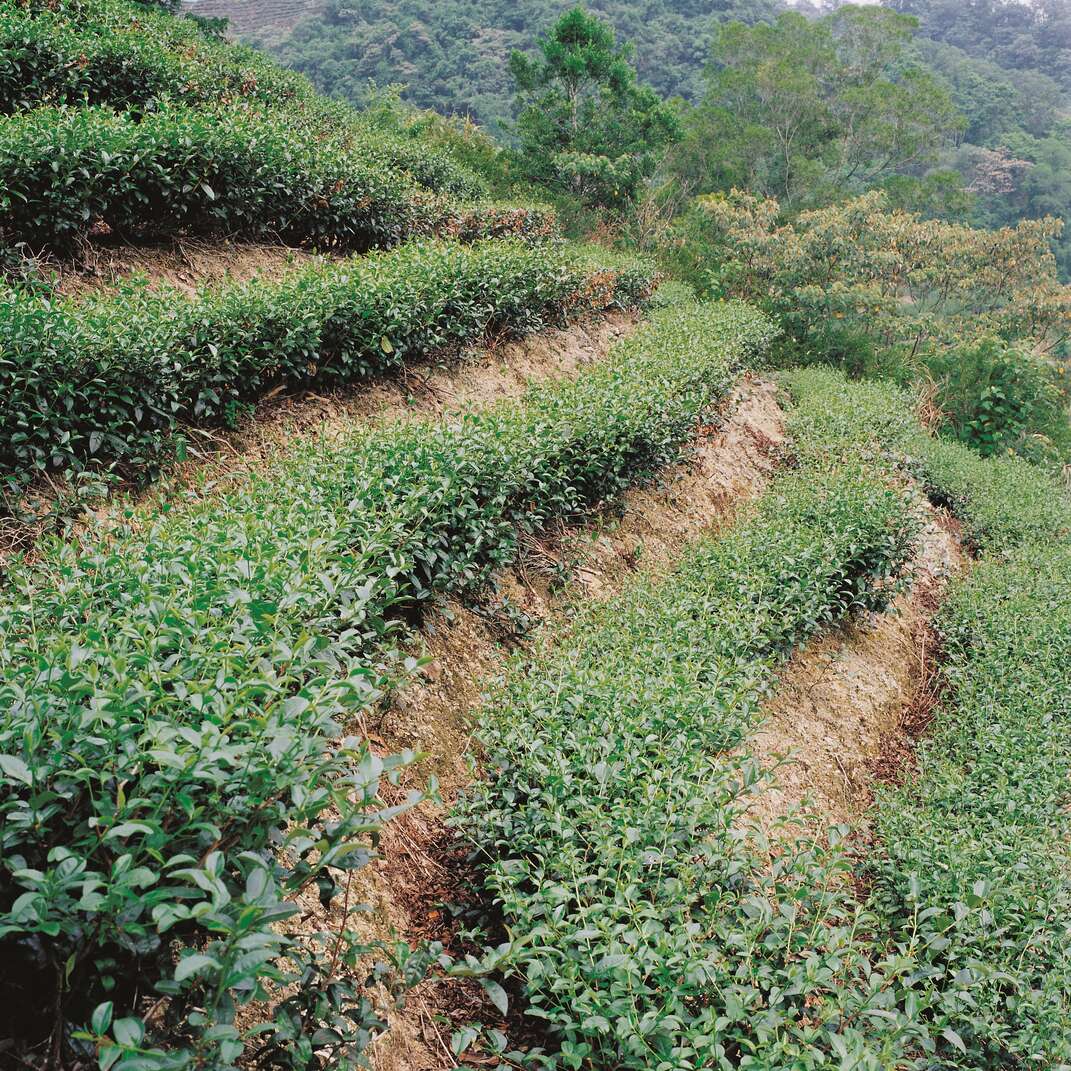 藏茶泡过茶叶的十大妙用，你知道些什么？