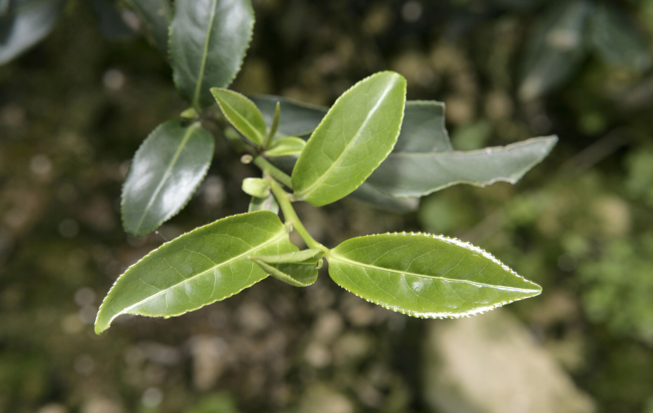 藏茶情缘