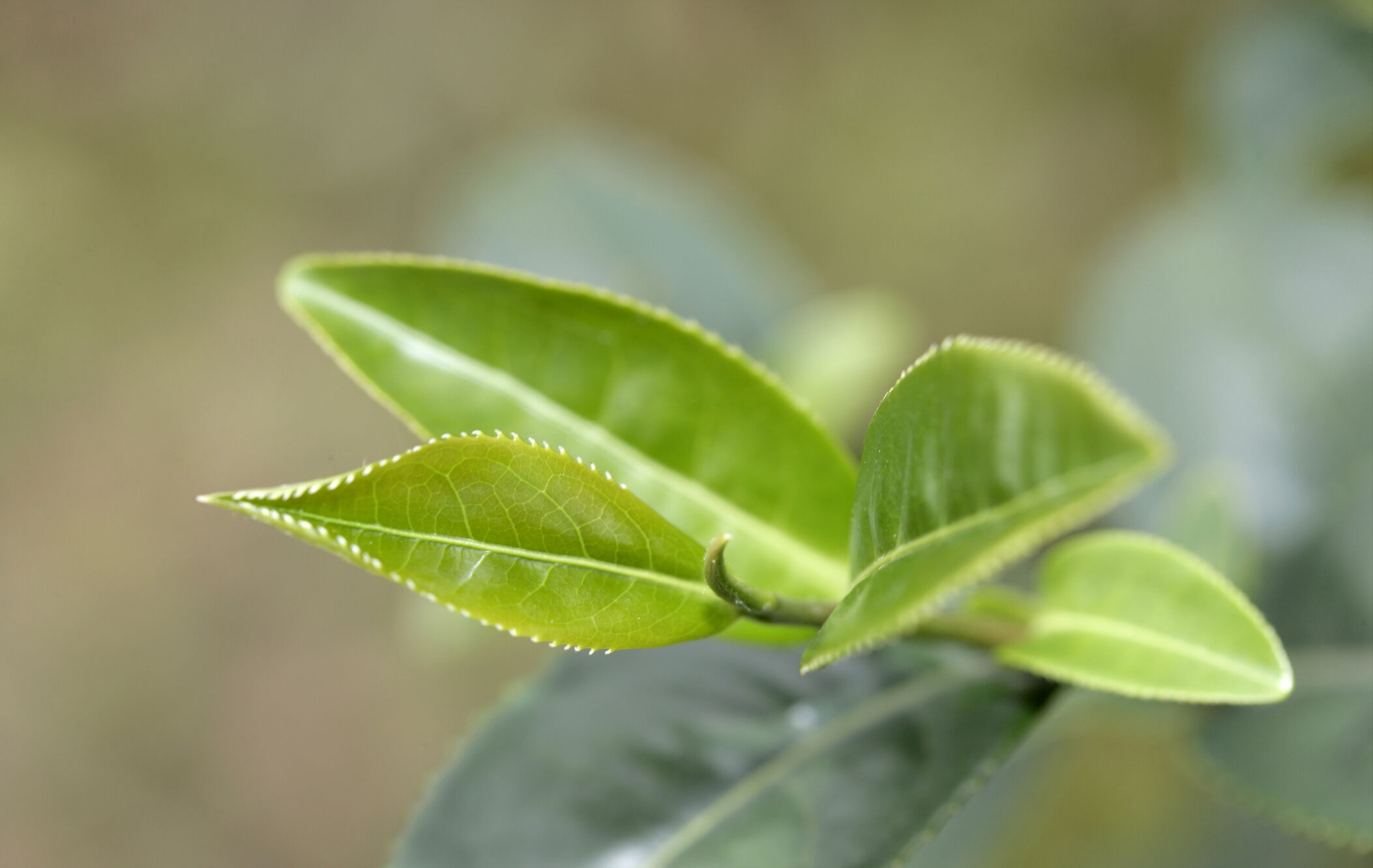 藏茶应该怎么喝？