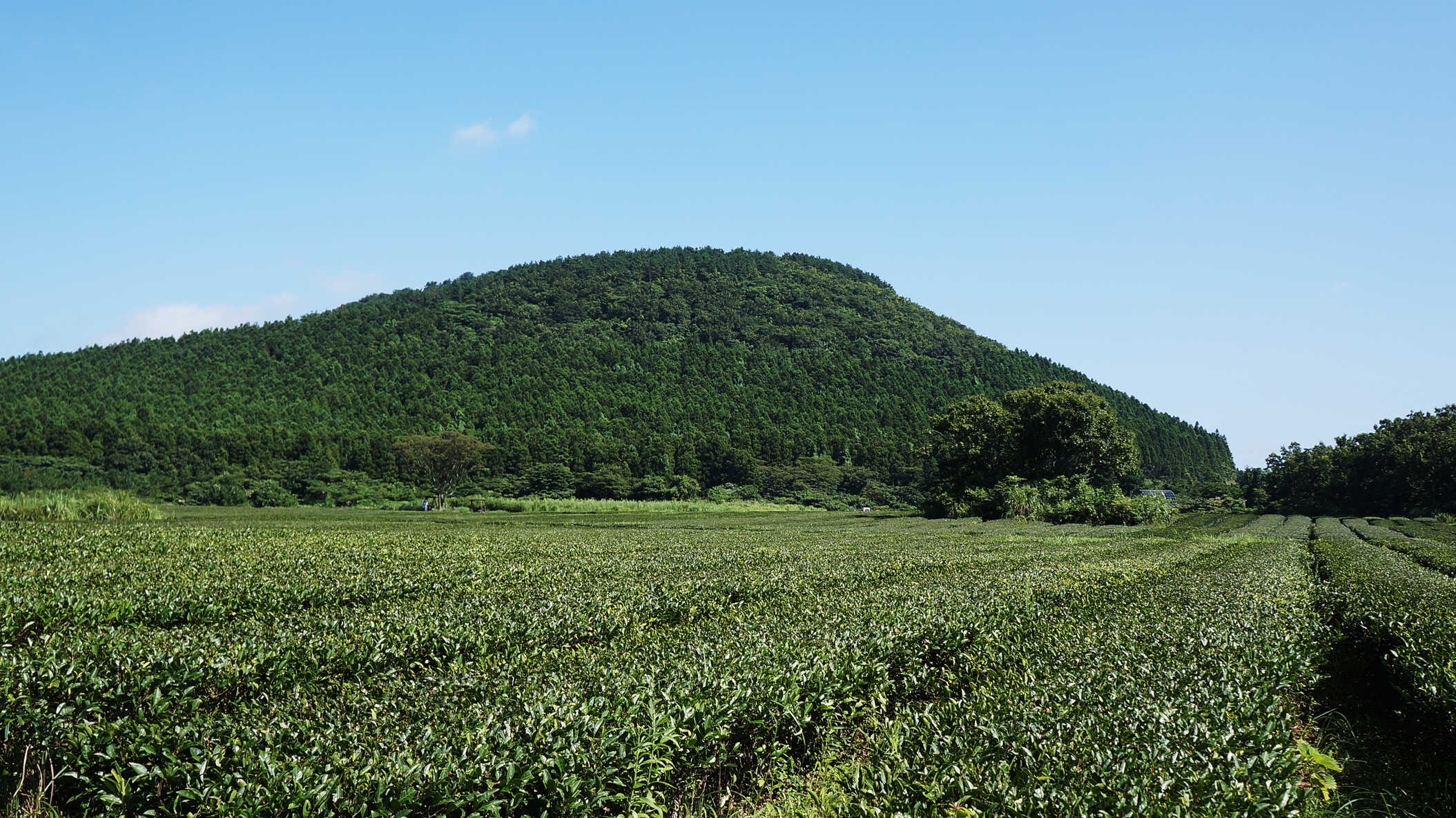 【中国之声】黄山毛峰全面开采 产量价格双增长