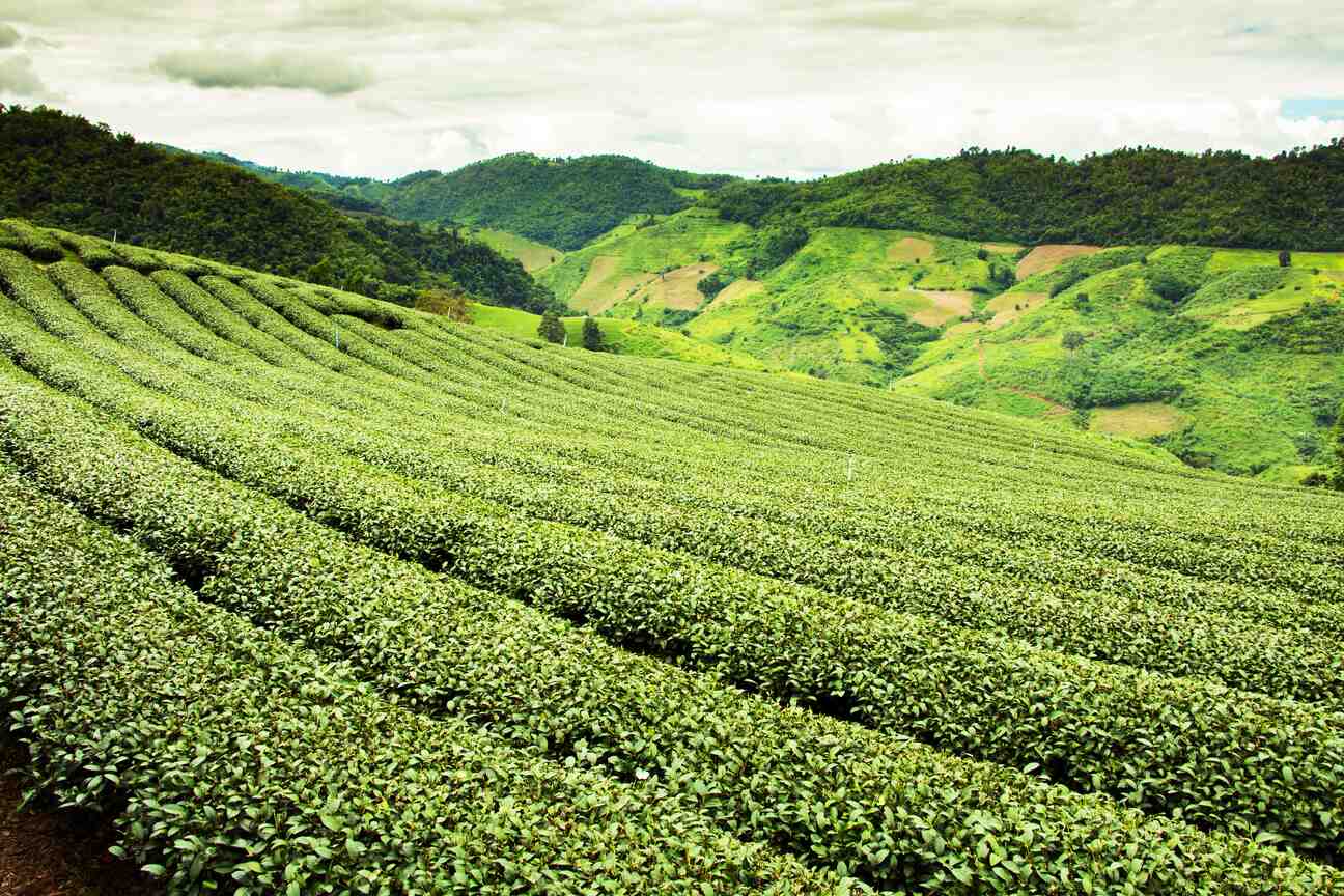 拼配大红袍是什么茶？