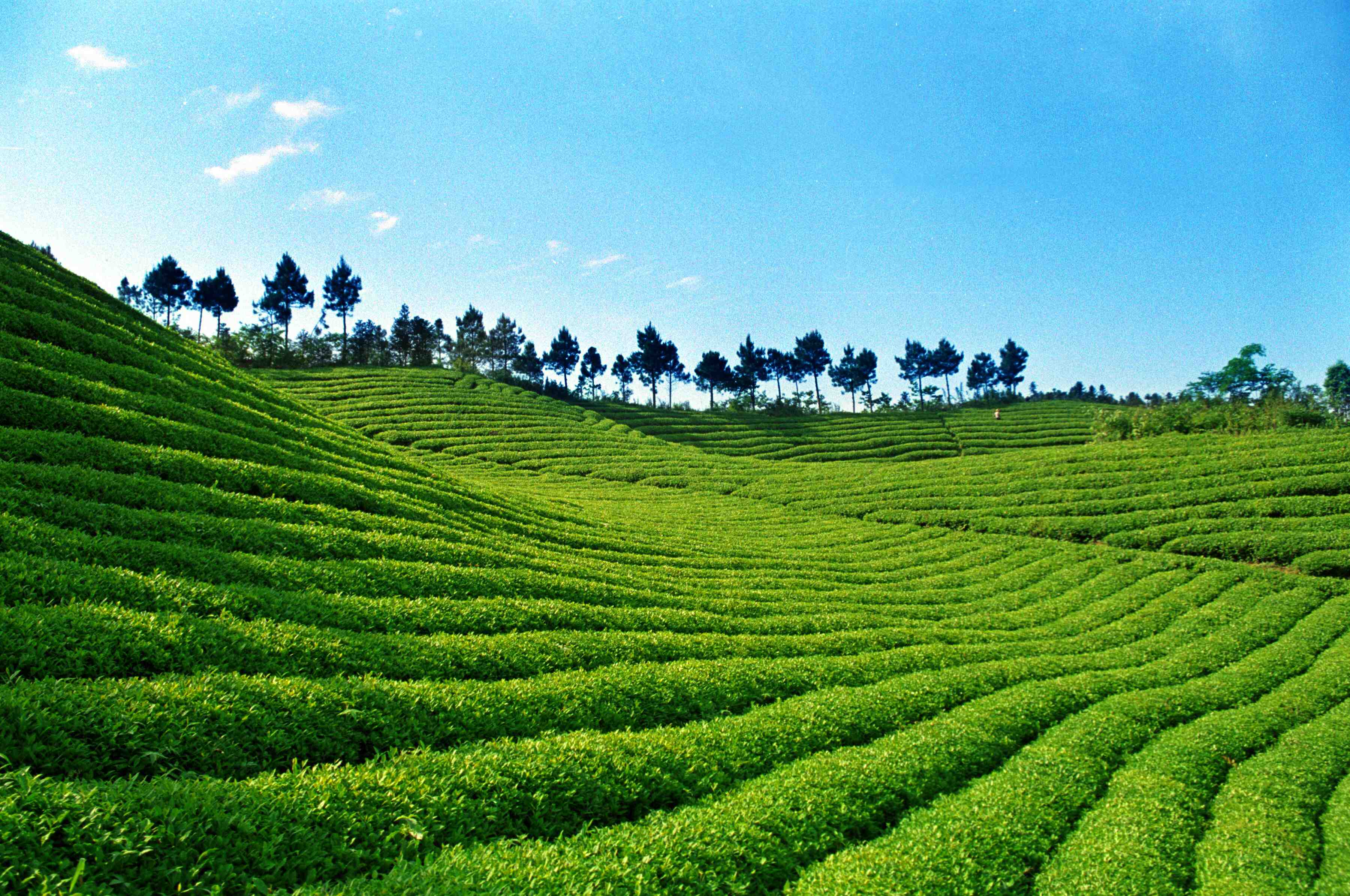 斯里兰卡红茶是什么茶？简介