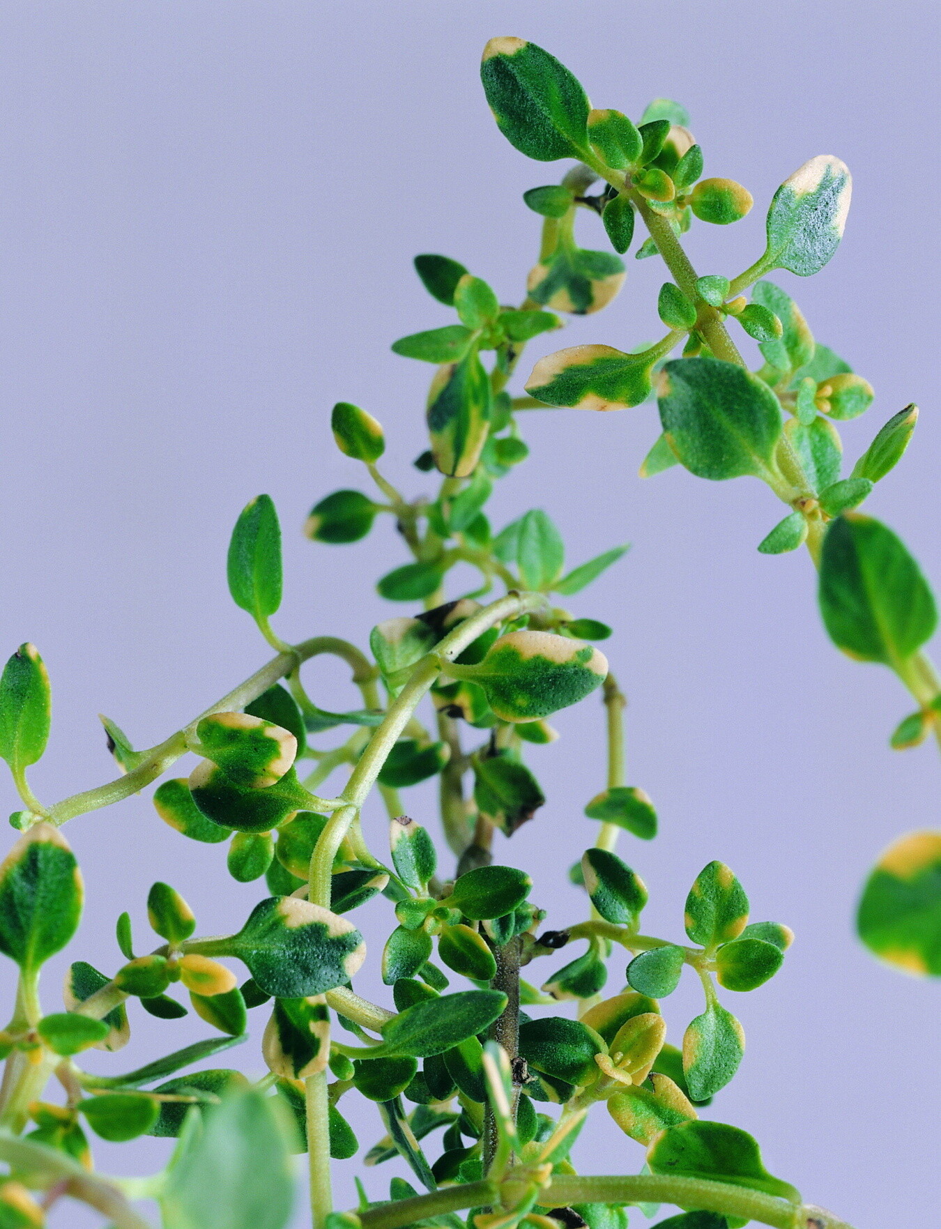 冲泡滇红茶需要洗茶吗